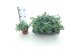 Sedum sieboldii 