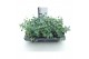 Sedum sieboldii 