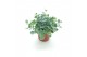 Sedum sieboldii 