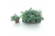 Sedum sieboldii 
