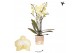 Phalaenopsis multiflora geel 3 tak colombia kolibri orchids 