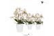 Phalaenopsis multiflora wit 4 tak liberty in honey pot white kolibri o 