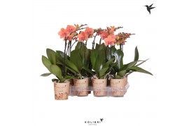 Phalaenopsis multiflora rood 1 tak orange kolibri orchids