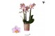 Phalaenopsis multiflora roze 3 tak andorra kolibri orchids 