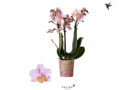 Phalaenopsis multiflora roze 3 tak andorra kolibri orchids