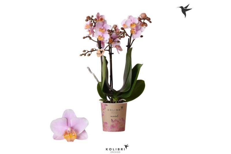 Phalaenopsis multiflora roze 3 tak andorra kolibri orchids 