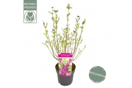 Syringa bloomerang dark purple