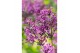 Syringa bloomerang dark purple 