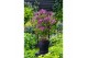 Syringa bloomerang dark purple 