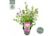 Syringa bloomerang dark purple 