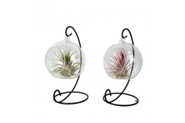 Tillandsia arrangement hangbol frame small