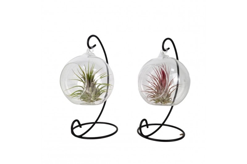 Tillandsia arrangement hangbol frame small 