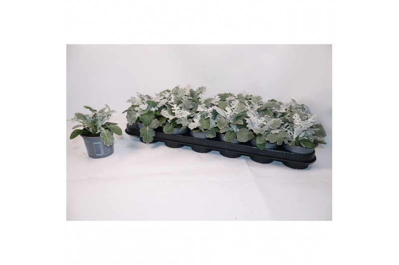 Jacobea maritima silverdust 