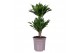 Dracaena fragr. compacta 30-10 