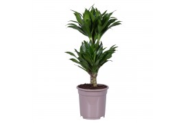 Dracaena fragr. compacta 30-10