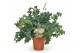 Phlebodium aureum davana 