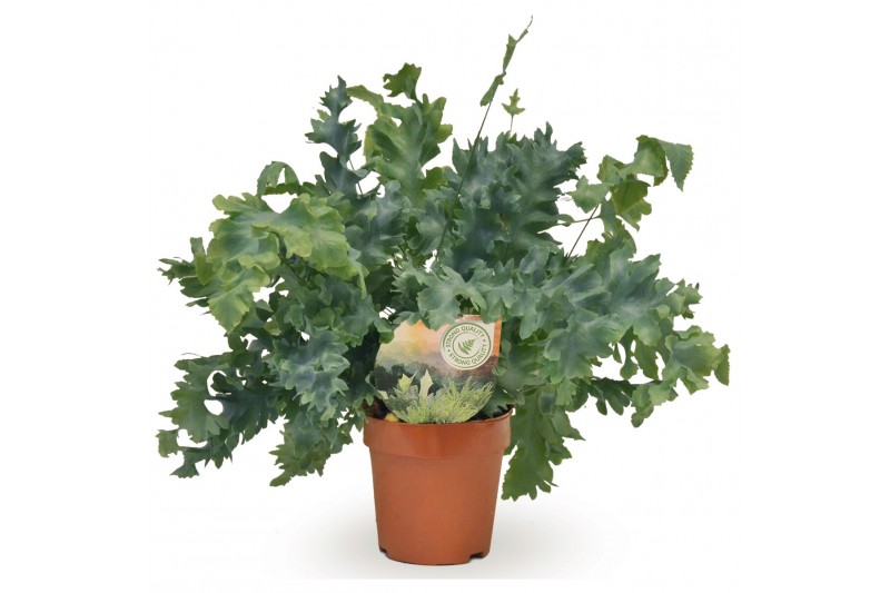 Phlebodium aureum davana 