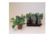 Phlebodium aureum davana 
