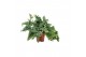 Phlebodium aureum davana 