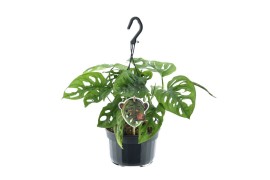 Monstera adansonii monkey leaf hangpot