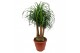 Beaucarnea recurvata vertakt 