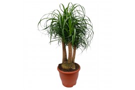 Beaucarnea recurvata vertakt