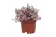 Callisia repens rosato Callisia Repens Rosato 12cm 