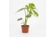 Monstera deliciosa thai constellation Monstera Thai Constellation 12cm 