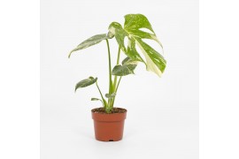 Monstera deliciosa thai constellation Monstera Thai Constellation 12cm