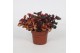 Peperomia caperata lilian Peperomia Creme Brulee 12cm 3 pp 