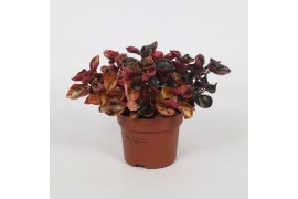 Peperomia caperata lilian Peperomia Creme Brulee 12cm 3 pp