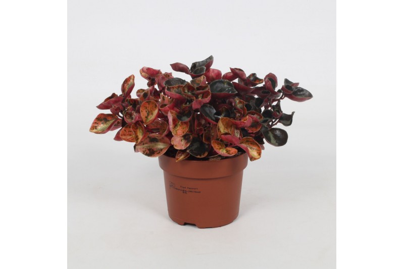 Peperomia caperata lilian Peperomia Creme Brulee 12cm 3 pp Peperomia caperata lilian Peperomia Creme Brulee 12cm 3 pp