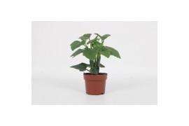 Cissus Cissus Quandrangularis 20 - 24  cm