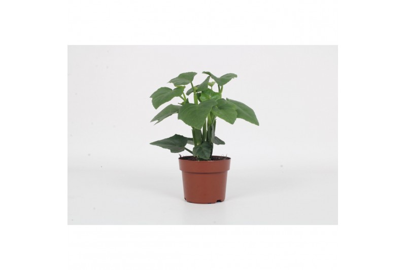 Cissus Cissus Quandrangularis 20 - 24  cm 