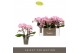 Phalaenopsis roze Tablo - Cosmopolitan - 3 tak 