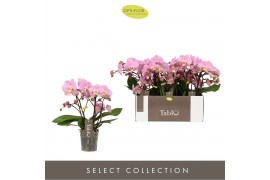 Phalaenopsis roze Tablo - Cosmopolitan - 3 tak