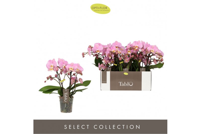 Phalaenopsis roze Tablo - Cosmopolitan - 3 tak 