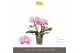 Phalaenopsis roze Tablo - Cosmopolitan - 3 tak 