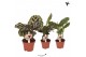 Calathea mix Kolibri Greens Calathea mix1 pp  cm diameter 