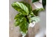 Calathea mix Kolibri Greens Calathea mix1 pp  cm diameter 
