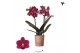 Phalaenopsis multiflora rood Kolibri Orchids Blossom - Chamonix - 2 ta 