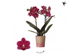 Phalaenopsis multiflora rood Kolibri Orchids Blossom - Chamonix - 2 ta