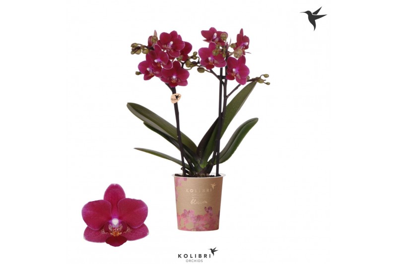 Phalaenopsis multiflora rood Kolibri Orchids Blossom - Chamonix - 2 ta Phalaenopsis multiflora rood Kolibri Orchids Blossom - Chamonix - 2 ta