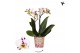 Phalaenopsis coco 4 Kolibri Orchids Diamond - Sint Maarten - 2 tak, 20 