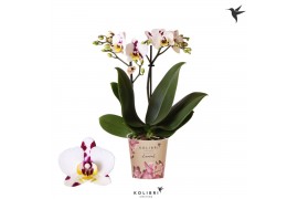 Phalaenopsis coco 4 Kolibri Orchids Diamond - Sint Maarten - 2 tak, 20