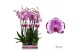 Phalaenopsis brother you 2 tak - 55/60cm 