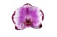 Phalaenopsis brother you 2 tak - 65/70cm 