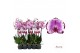 Phalaenopsis brother you 2 tak - 65/70cm 