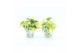 Philodendron scandens Philodendron scandens Rio in Potcover Bamboo 1 p 