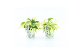 Philodendron scandens Philodendron scandens Rio in Potcover Bamboo 1 p